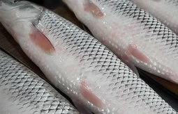 راهنمای خرید ماهی تازه شمال
