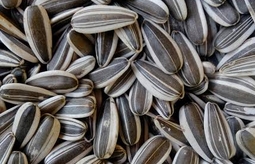 چگونه تخمه آفتابگردان تازه و مرغوب را تشخیص دهیم؟