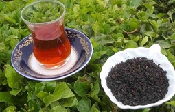 تفاوت چای شمال با چای خارجی چیست؟ چرا چای ایرانی محبوب‌تر شده است؟