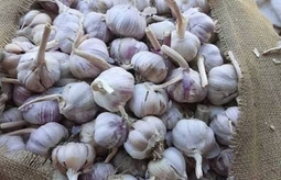 سیر خشک چه ویژگی‌هایی دارد؟ 
