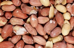 چگونه بادام زمینی تازه و مرغوب را تشخیص دهیم؟
