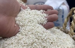 راهنمای تشخیص برنج شمال اصل از برنج تقلبی