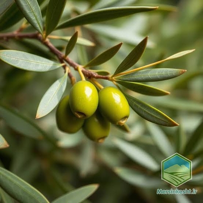 چگونه زیتون تازه و باکیفیت را تشخیص دهیم؟