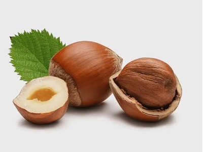 ویژگی‌های یک فندق مرغوب و تازه چیست؟