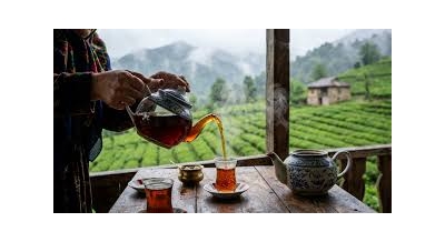 چای شمال چیست؟ آشنایی با چای ایرانی و مناطق کشت آن