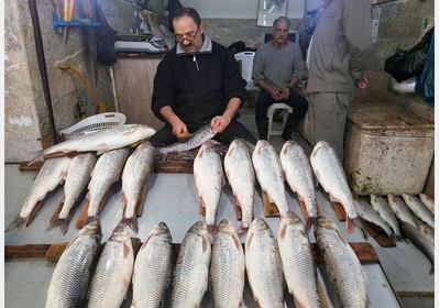 ماهي شمال بهتر است يا ماهي جنوب ؟