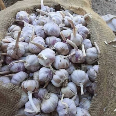سیر خشک چه ویژگی‌هایی دارد؟ 