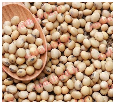 سویا بوداده با طعم‌های مختلف؛ کدام را انتخاب کنیم؟