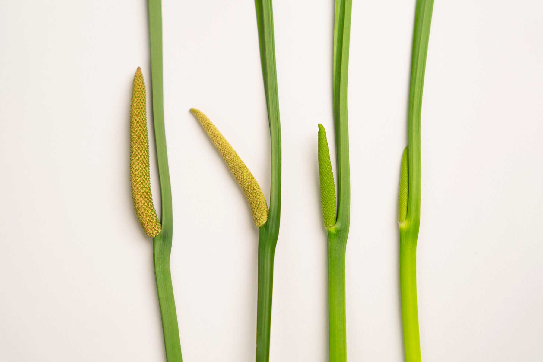 گل آذین