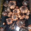 سیر ترشی تضمینی  2 کیلویی 