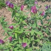 گل گاوزبان ممتاز 250 گرمی