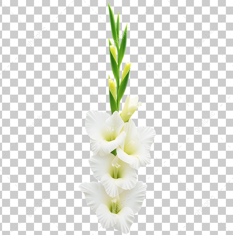   گلایل سفید برای اعلامیه png