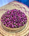 غنچه گل محمدی لاله زار