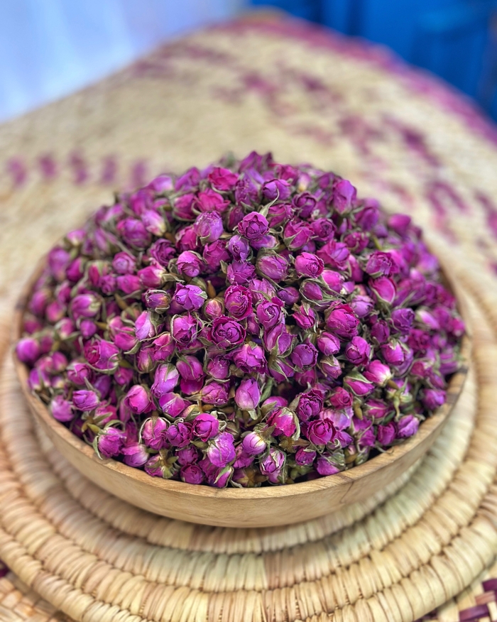 غنچه گل محمدی لاله زار